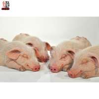 Realistic Animal Replicas Life Size Pig Resin Silicone Statue